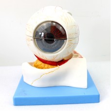 Eye Model, 5x Life Size